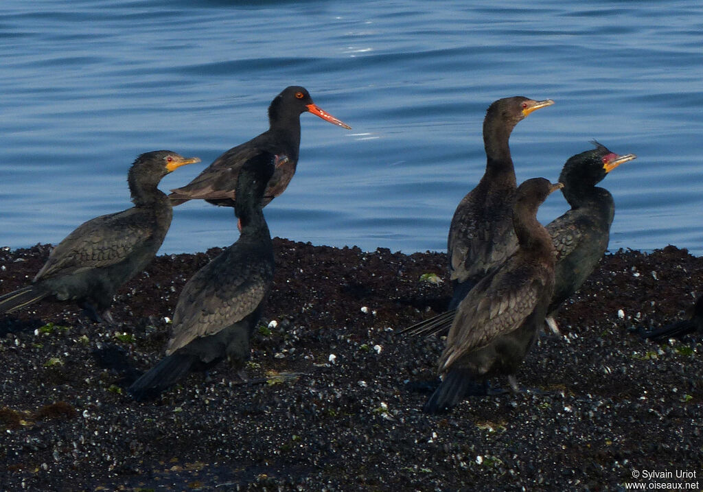 African Oystercatcheradult