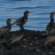 African Oystercatcher