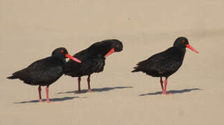 African Oystercatcher