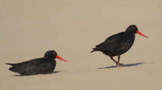 African Oystercatcher