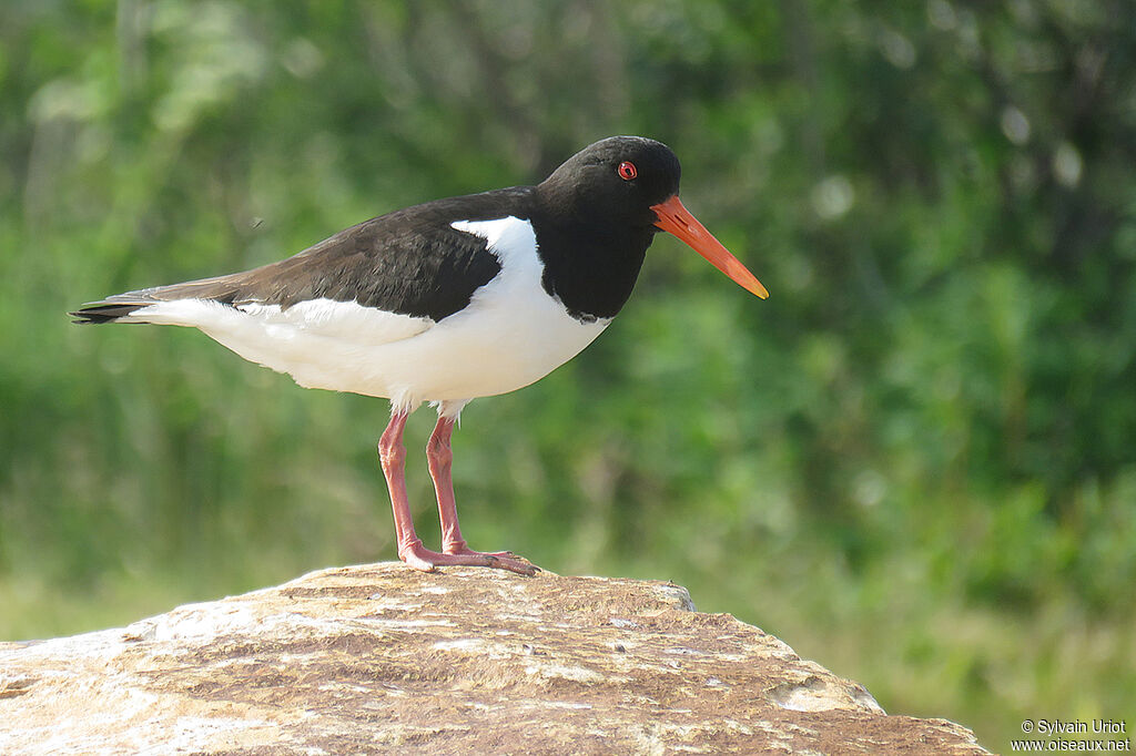 Eurasian Oystercatcheradult