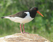 Eurasian Oystercatcher