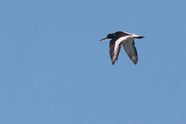 Eurasian Oystercatcher