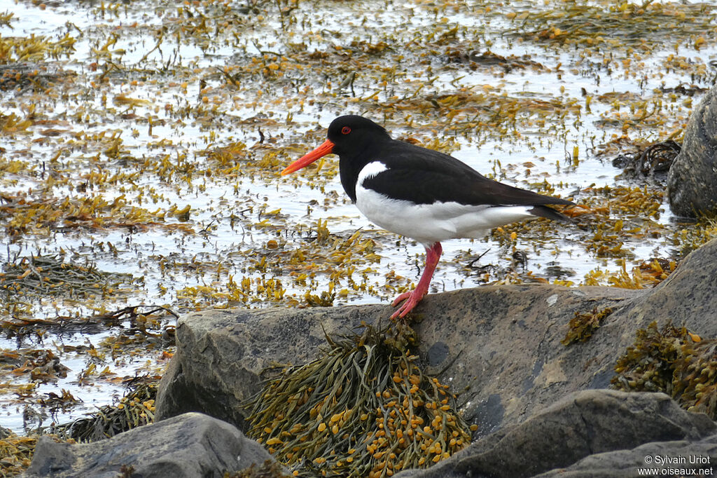 Eurasian Oystercatcheradult