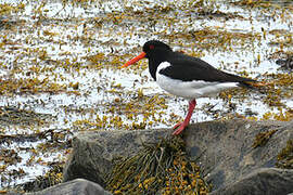 Eurasian Oystercatcher