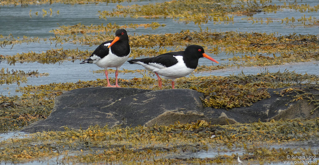 Eurasian Oystercatcheradult