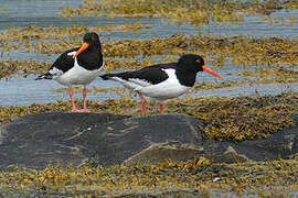 Eurasian Oystercatcher