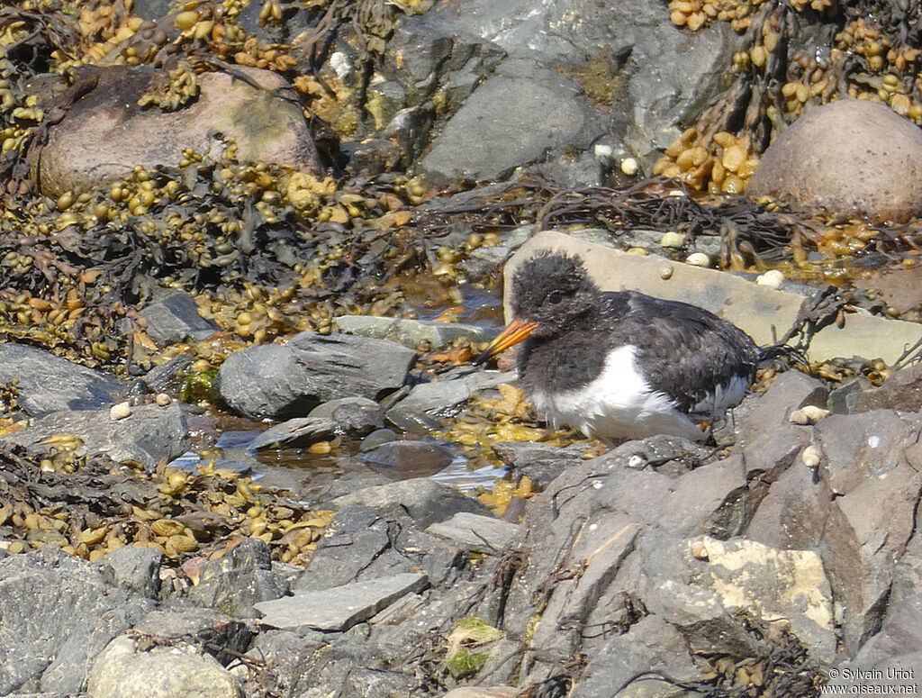 Eurasian OystercatcherPoussin