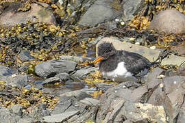 Eurasian Oystercatcher