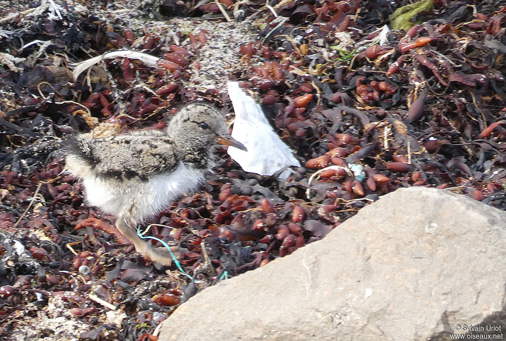 Eurasian OystercatcherPoussin