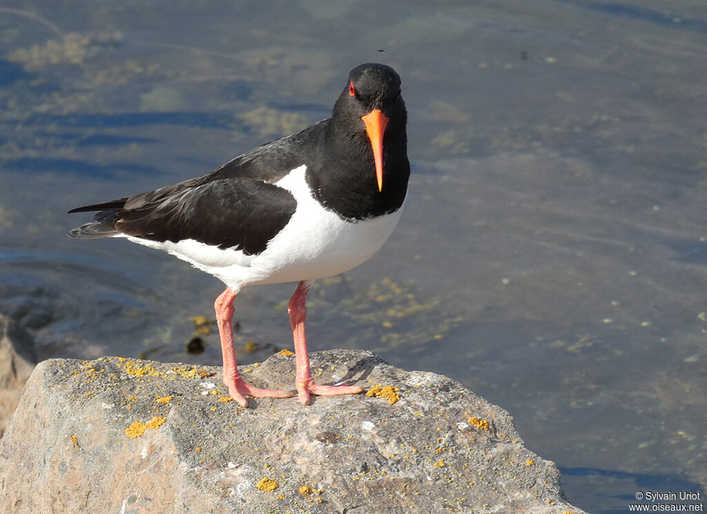 Eurasian Oystercatcheradult