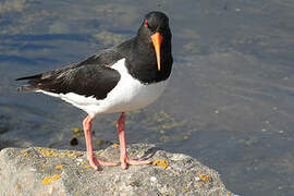 Eurasian Oystercatcher