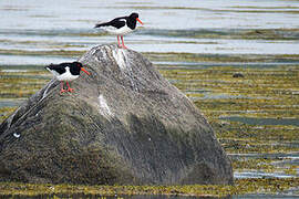 Eurasian Oystercatcher