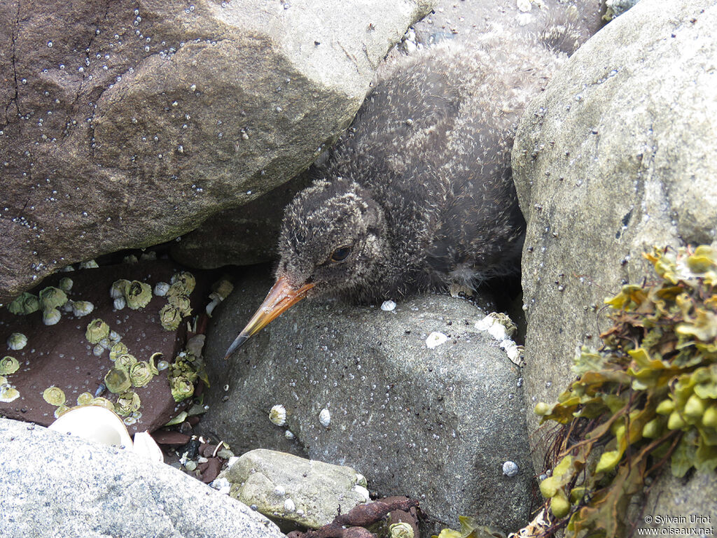 Eurasian OystercatcherPoussin