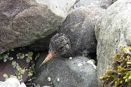 Eurasian Oystercatcher