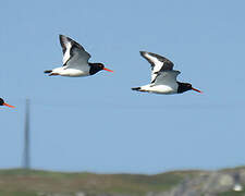 Eurasian Oystercatcher