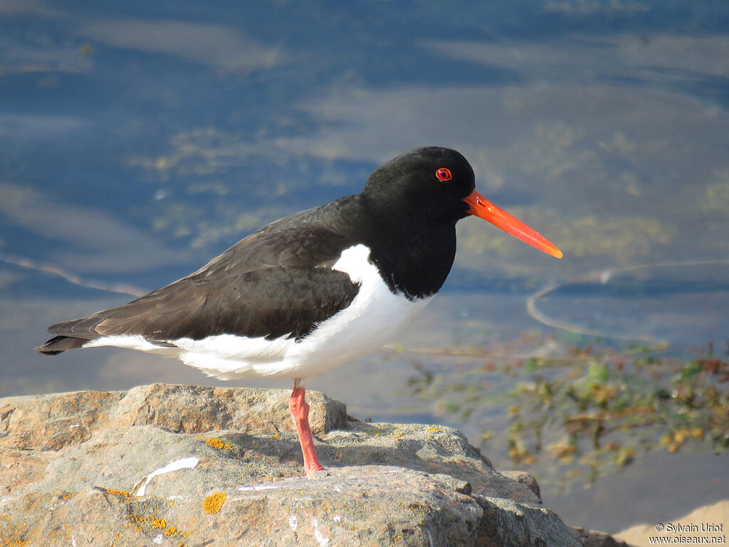 Eurasian Oystercatcheradult