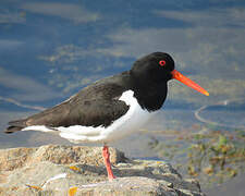 Eurasian Oystercatcher