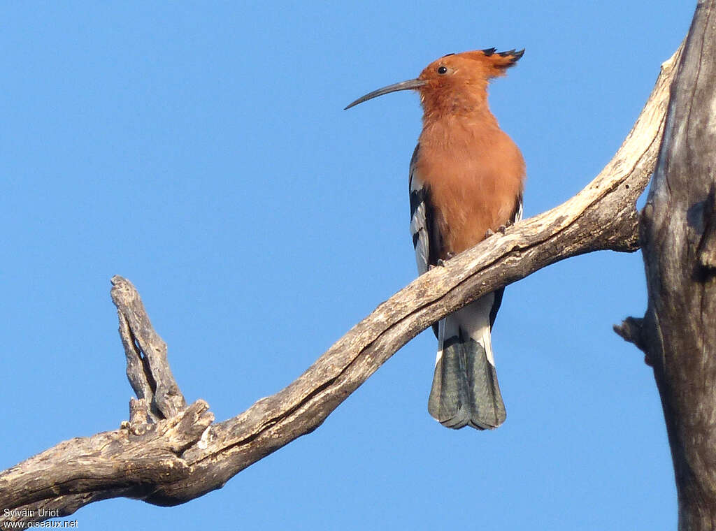 African Hoopoeadult, habitat