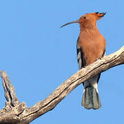 African Hoopoe