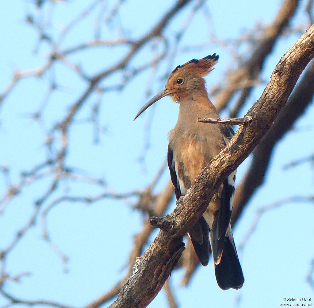 African Hoopoe