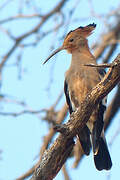 African Hoopoe