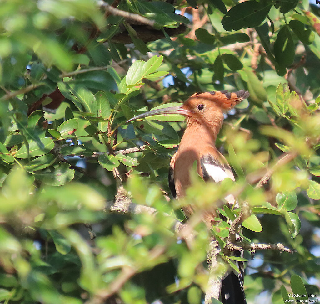 African Hoopoe male adult