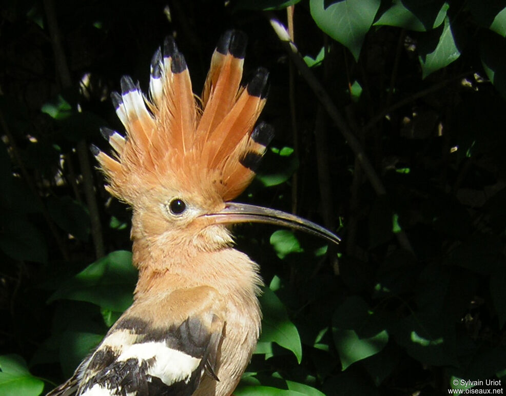 Huppe fasciéeadulte, portrait