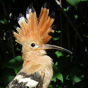 Eurasian Hoopoe