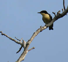 Hyliote à ventre jaune