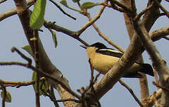 Hyliote à ventre jaune