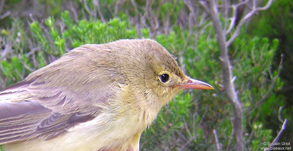 Icterine Warbleradult, close-up portrait