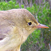 Icterine Warbler