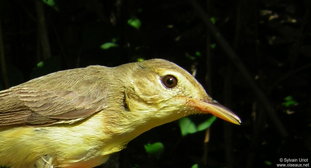 Melodious Warbleradult, close-up portrait