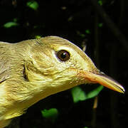 Melodious Warbler