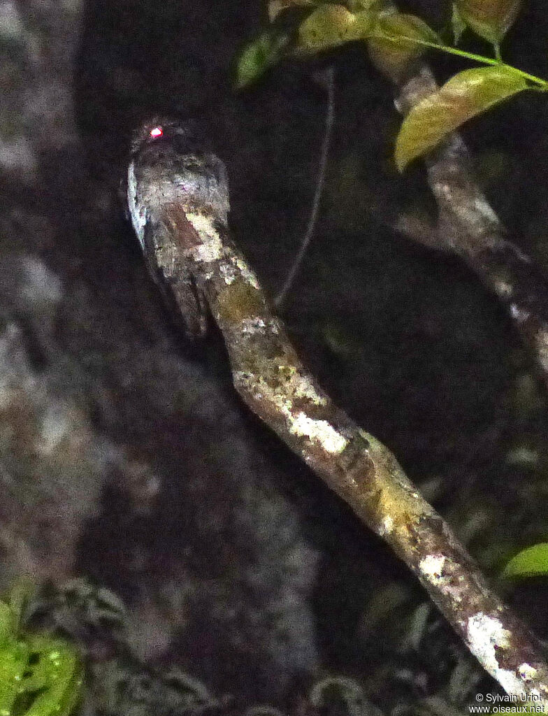 White-winged Potoo