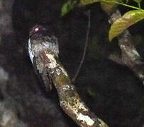 White-winged Potoo