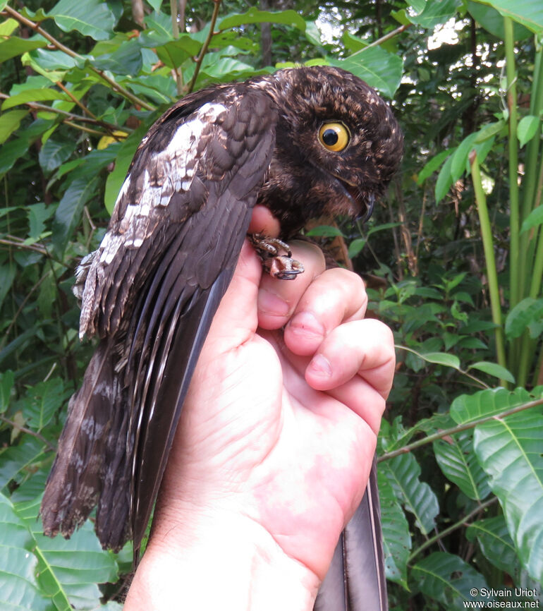 White-winged Potooadult