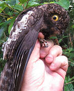 White-winged Potoo