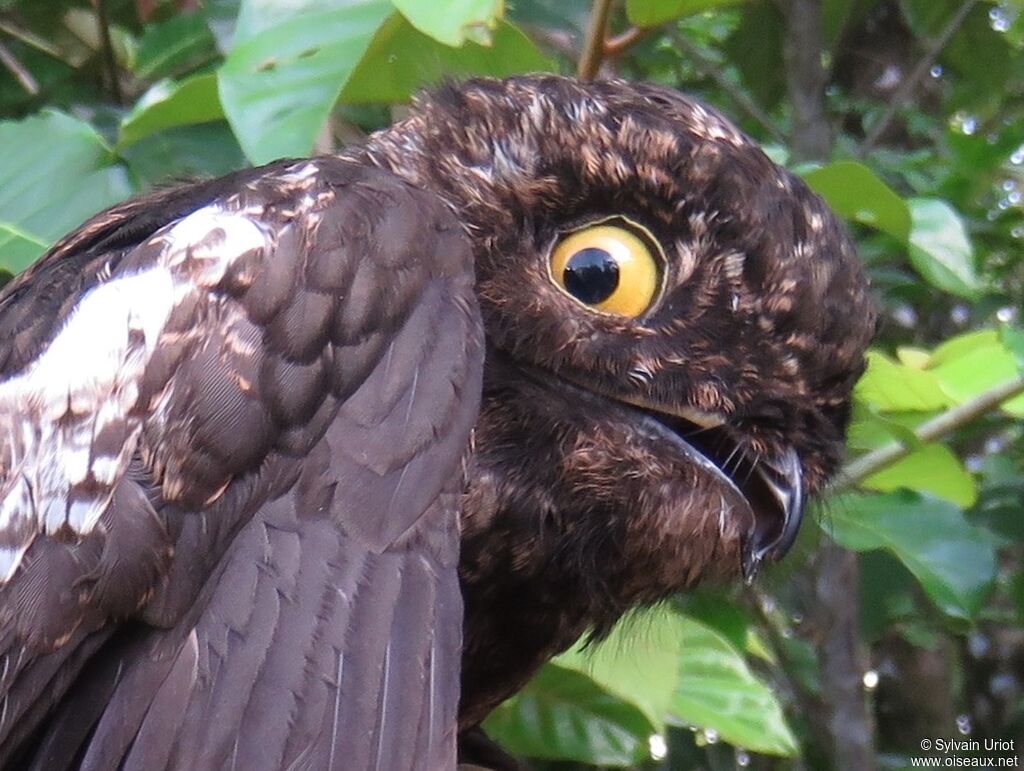 White-winged Potooadult