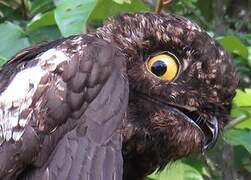 White-winged Potoo