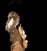 White-winged Potoo