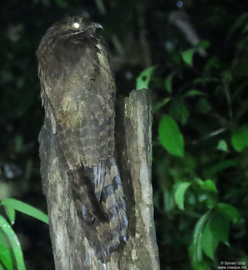 Long-tailed Potooadult