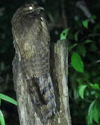 Long-tailed Potoo