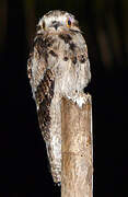 Common Potoo