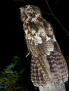 Common Potoo