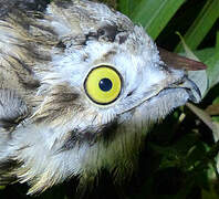 Common Potoo