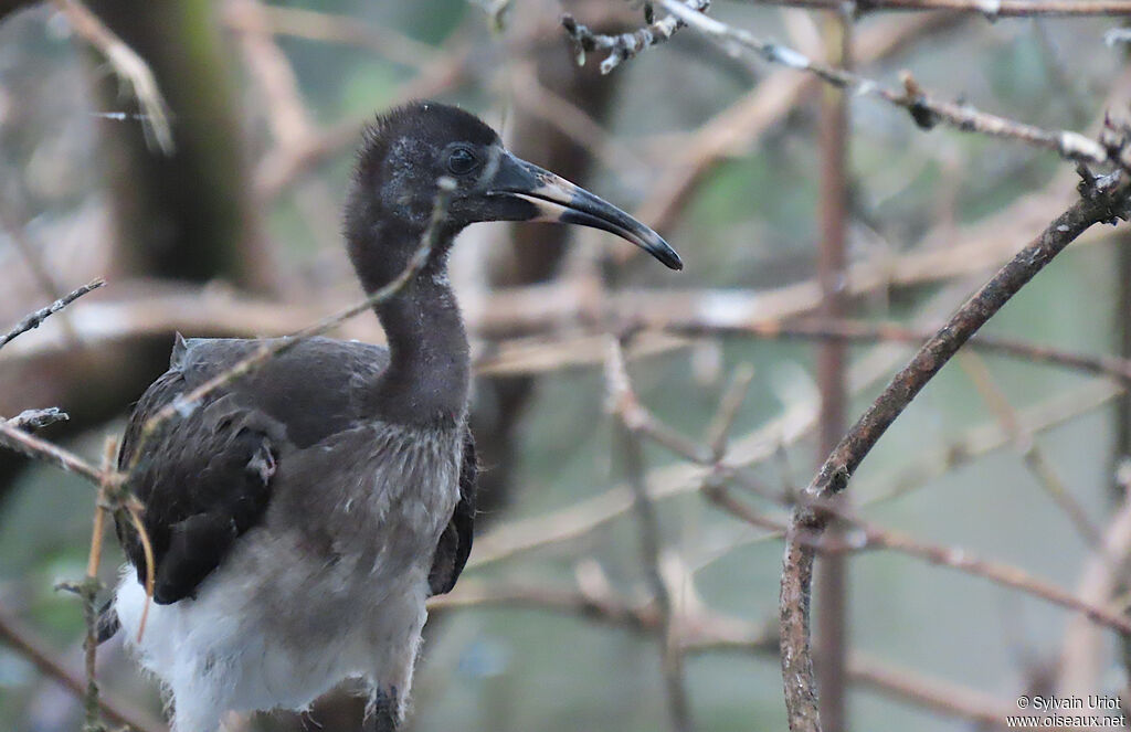 Ibis blancPoussin