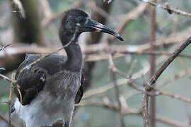 American White Ibis