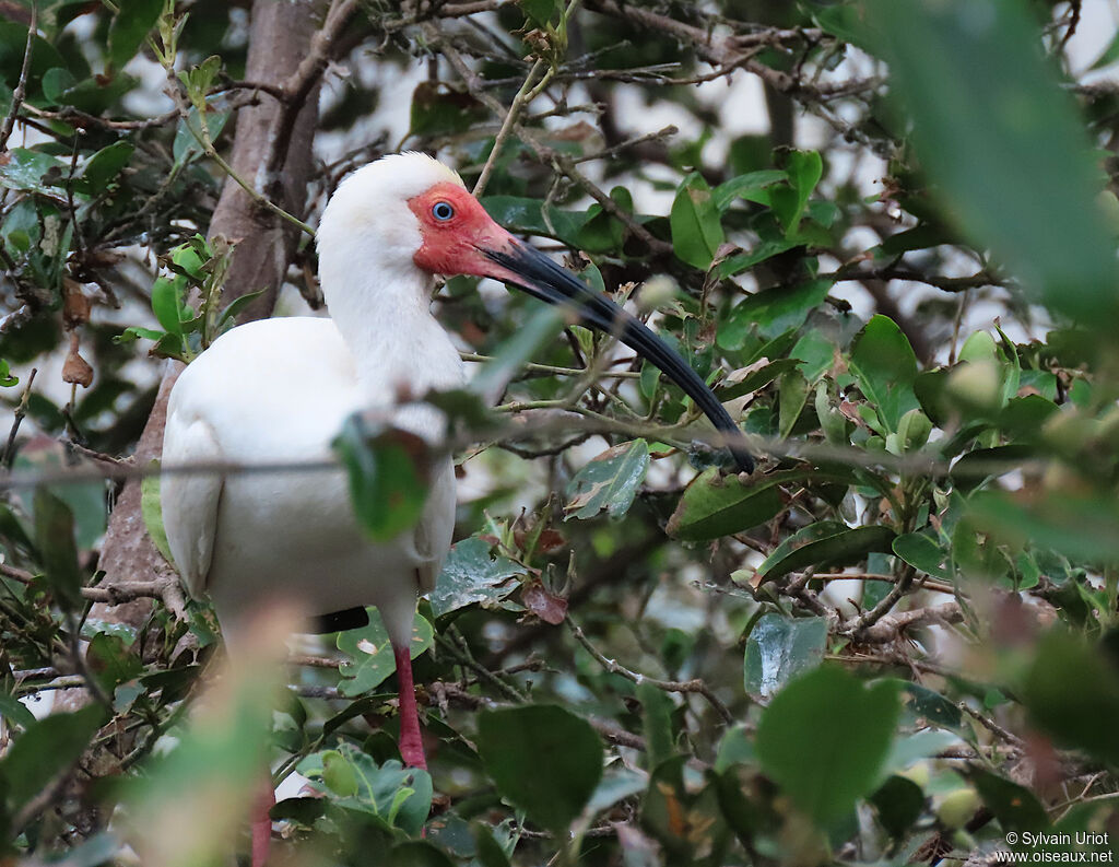 Ibis blancadulte